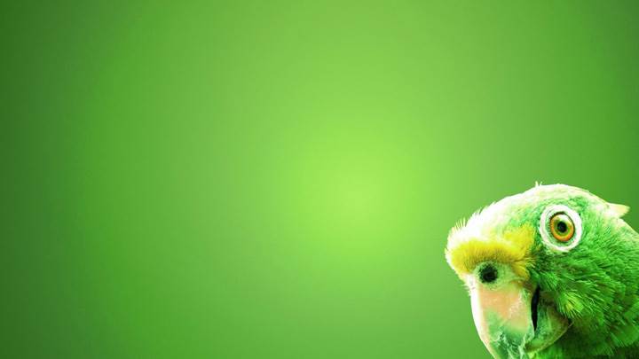 Green Parrot On Green Background